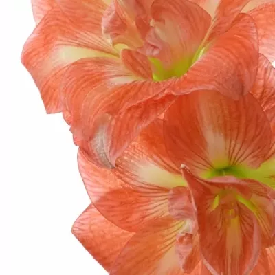 Amarylis DG SUNNY NYMPH 60cm/2kv/30box