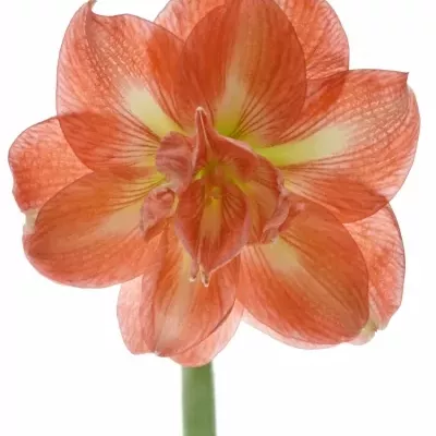 Amarylis DG SUNNY NYMPH 70cm/4kv/18box
