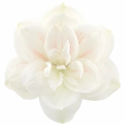 Amarylis DG WIMBLEDON 70 cm / 4 kv / 18 box