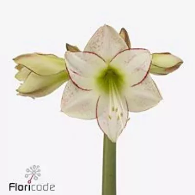 Amarylis DI PICASSO 60cm/4kv/20box