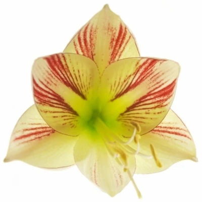 Amarylis GA AMBIANCE 80cm/4kv/15box