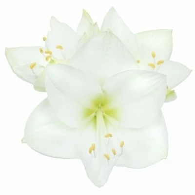 Amarylis GA AVALANCHE 80 cm / 4 kv / 12 box