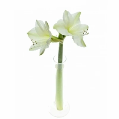 Amarylis GA AVALANCHE