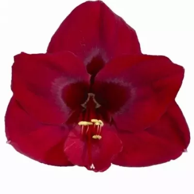 Amarylis GA CARMEN 70cm/3kv/15box