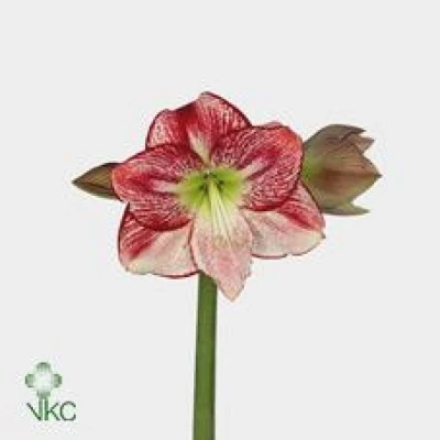 Amarylis GA FLAMENCO QUEEN 80 cm / 4 kv / 12 box