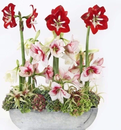 Amarylis GA MEGA STAR