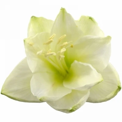 Amarylis GA MONT BLANC 50 cm / 4 kv / 15 box