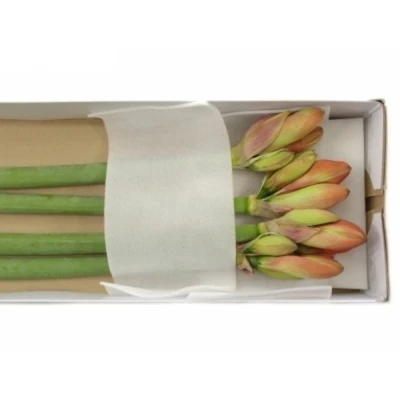 Amarylis GA NARANJA 60cm 4kv/18box