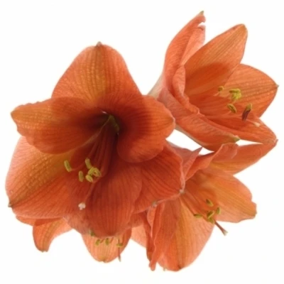 Amarylis GA NARANJA 60cm 4kv/18box