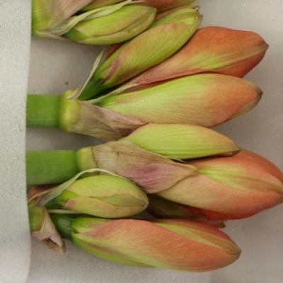 Amarylis GA NARANJA 60cm 4kv/18box