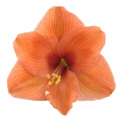 Amarylis GA NARANJA 60cm 4kv/18box