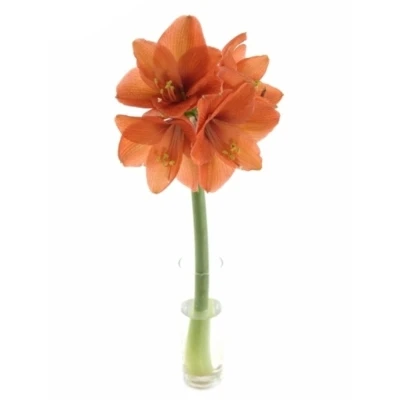 Amarylis GA NARANJA 60cm 4kv/18box