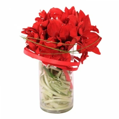 Amarylis GA RED LION 