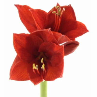 Amarylis GA RED LION 70cm/4kv/18box