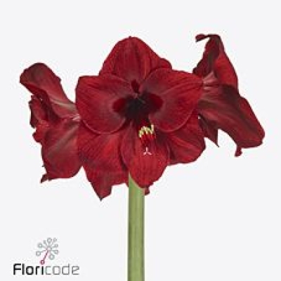 Amarylis GA RED REALITY 75 cm / 4 kv / 18 box