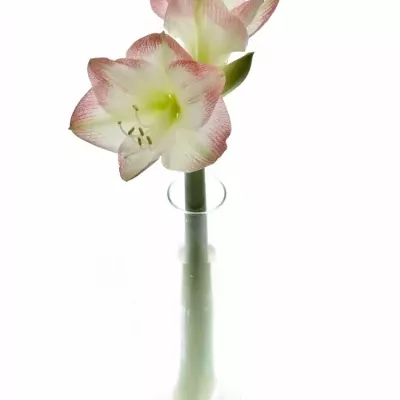 Amarylis GA SOFIA 60cm/4kv/15box