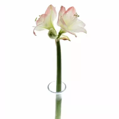 Amarylis GA SOFIA 60cm/4kv/15box