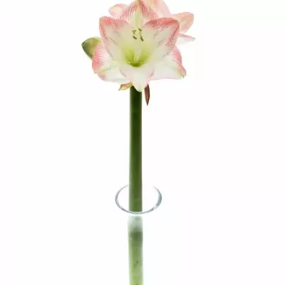 Amarylis GA SOFIA 60cm/4kv/15box