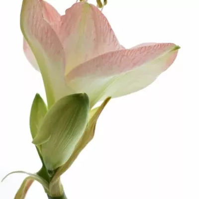 Amarylis GA SOFIA 60cm/4kv/15box