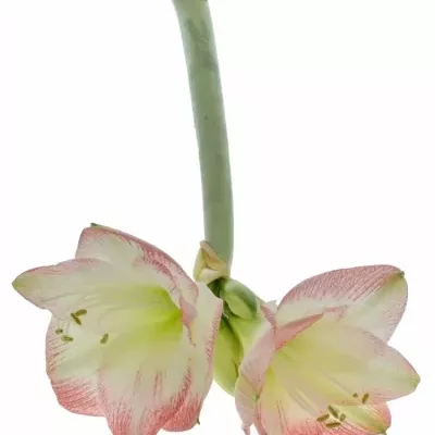 Amarylis GA SOFIA 60cm/4kv/15box