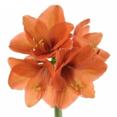 Amarylis GA SUZE 80 cm / 4 kv / 18 box
