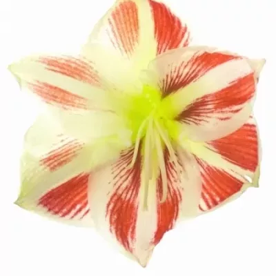 Amarylis GA SYDNEY 70cm/4kv/18box