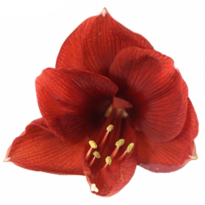 Amarylis GALAXY FIRE FLAME 70 cm / 4 kv / 15 box