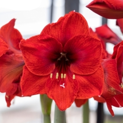 Amarylis GALAXY FIRE FLAME