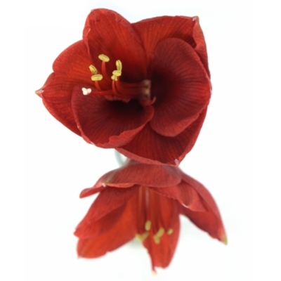 Amarylis GALAXY FIRE FLAME