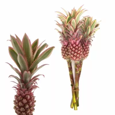 Ananas 40cm
