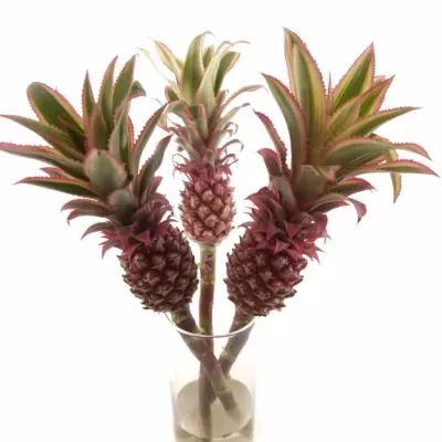 ANANAS