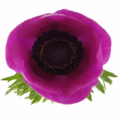 Anemone CORONARIA GALIL PURPER 