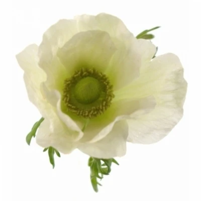 ANEMONE CORONARIA GALIL WHITE