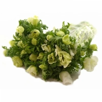 ANEMONE CORONARIA GALIL WHITE