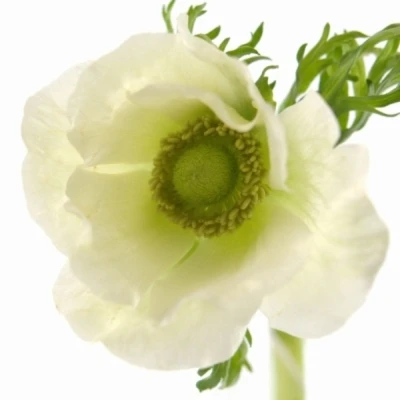ANEMONE CORONARIA GALIL WHITE 40cm