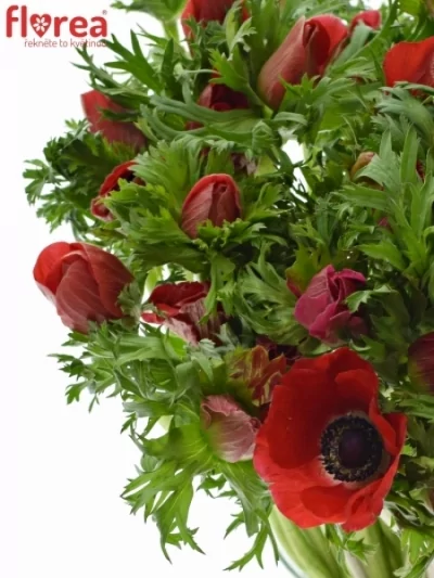 ANEMONE CORONARIA MISTRAL PLUS RED