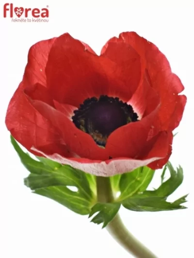 ANEMONE CORONARIA MISTRAL PLUS RED 45cm