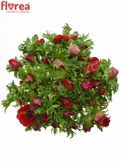 ANEMONE CORONARIA MISTRAL PLUS RED