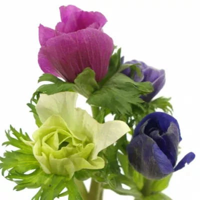 Sasanka CORONARIA MONA LISA MIX 32cm