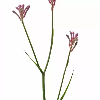 Klokaní tlapka  MINI PEARL 50cm