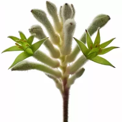 Anigozanthos BUSH DIAMOND 50cm