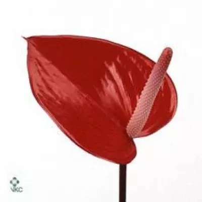 ANTHURIUM A CERILLA x16box Ø11cm