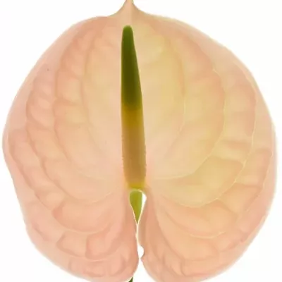 Anturie A EVITA PINK x16box Ø11cm