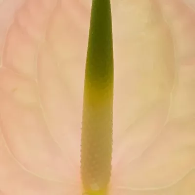 ANTHURIUM A EVITA PINK x16box Ø11cm