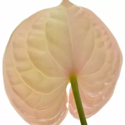 ANTHURIUM A EVITA PINK x16box Ø11cm