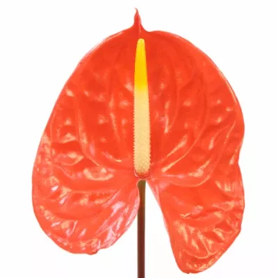 Anthurium A SUNGLOW x16box Ø11cm