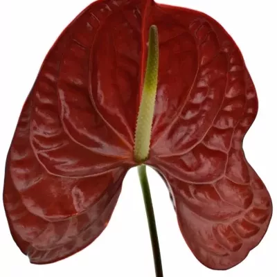 ANTHURIUM A TROPIC NIGHT x10box Ø15cm