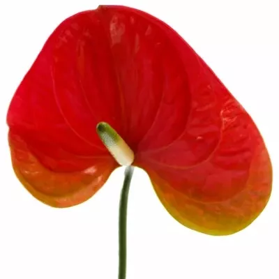 Anturie RED AMOR x16box Ø11cm