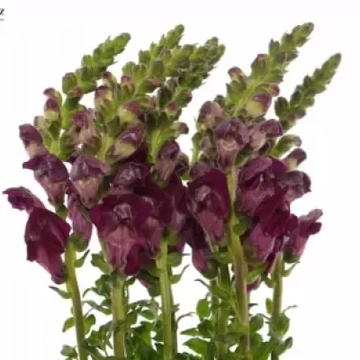 ANTIRRHINUM COOL CRIMSON