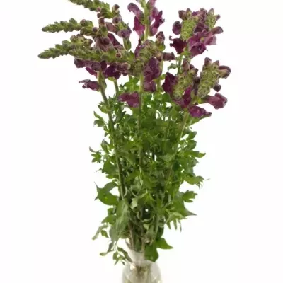 ANTIRRHINUM COOL CRIMSON